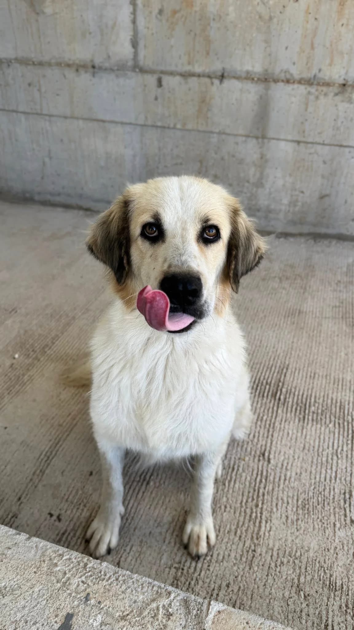Fouda, Mixed Breed for adoption at Zenias Tiere e.V.