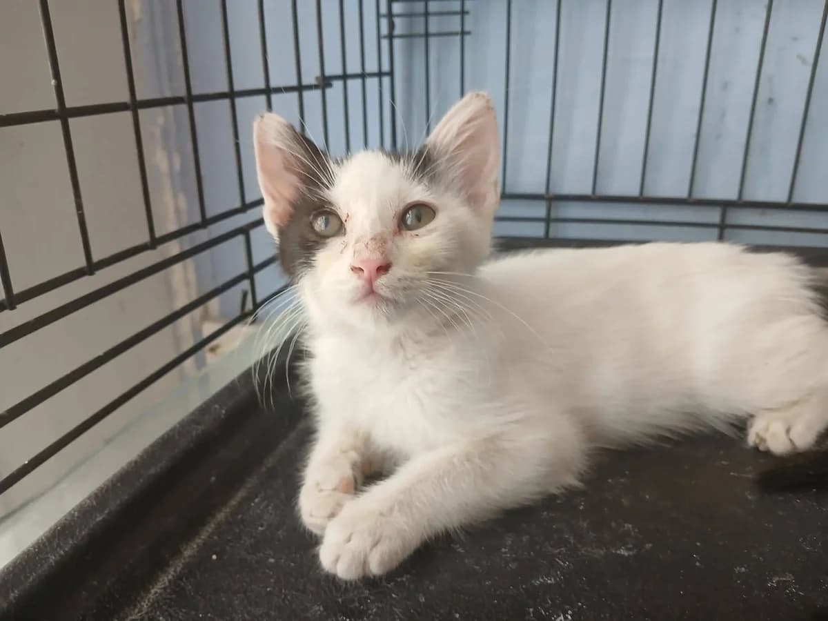 Fridolin, Mixed Breed for adoption at Zenias Tiere e.V.