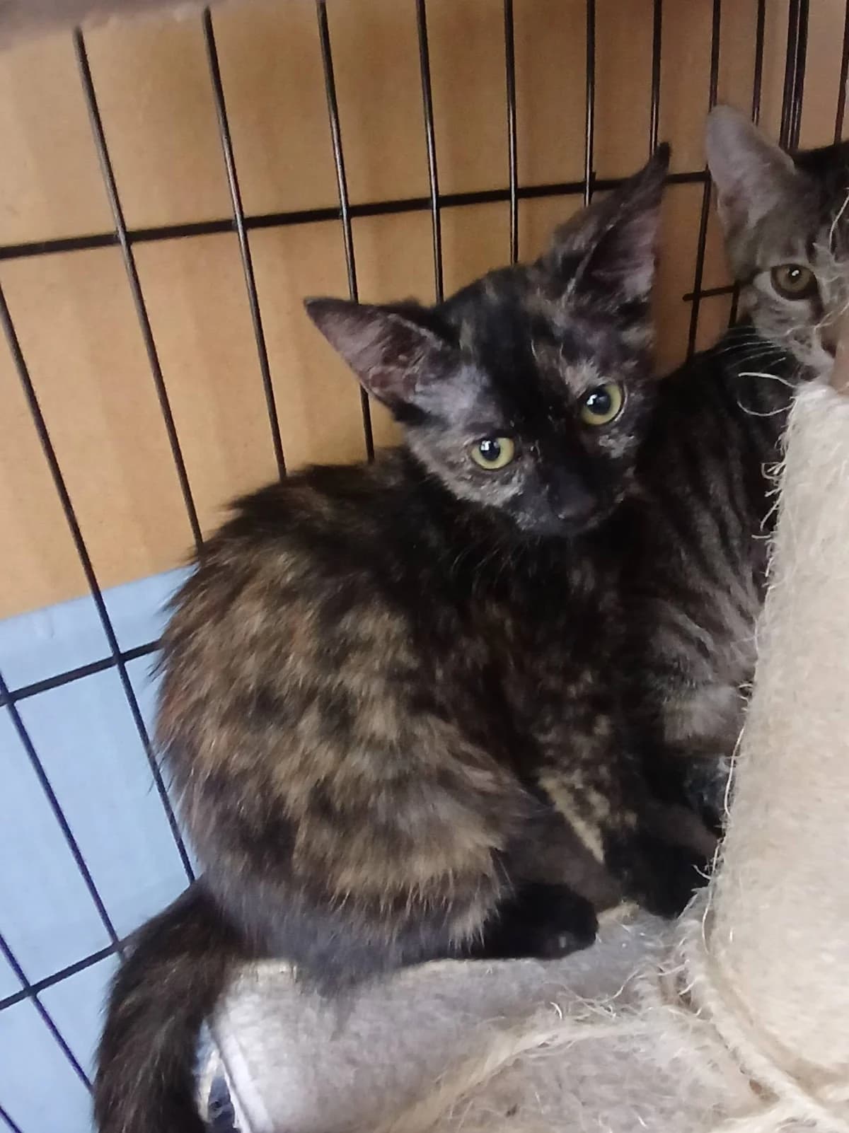Hera, Mixed Breed for adoption at Zenias Tiere e.V.