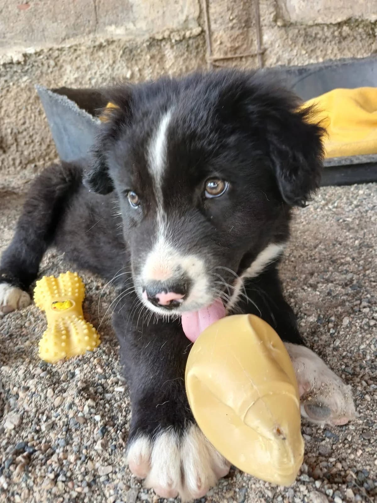 Janosch, male Mixed Breed for adoption at Zenias Tiere e.V.