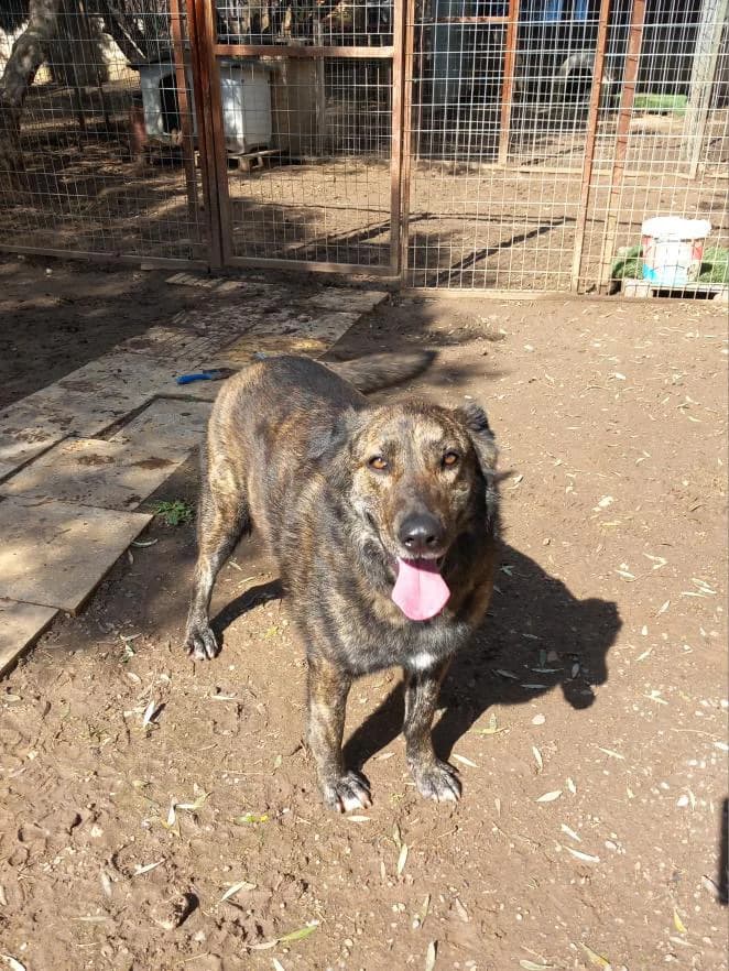Katsika, female Mixed Breed for adoption at Zenias Tiere e.V.