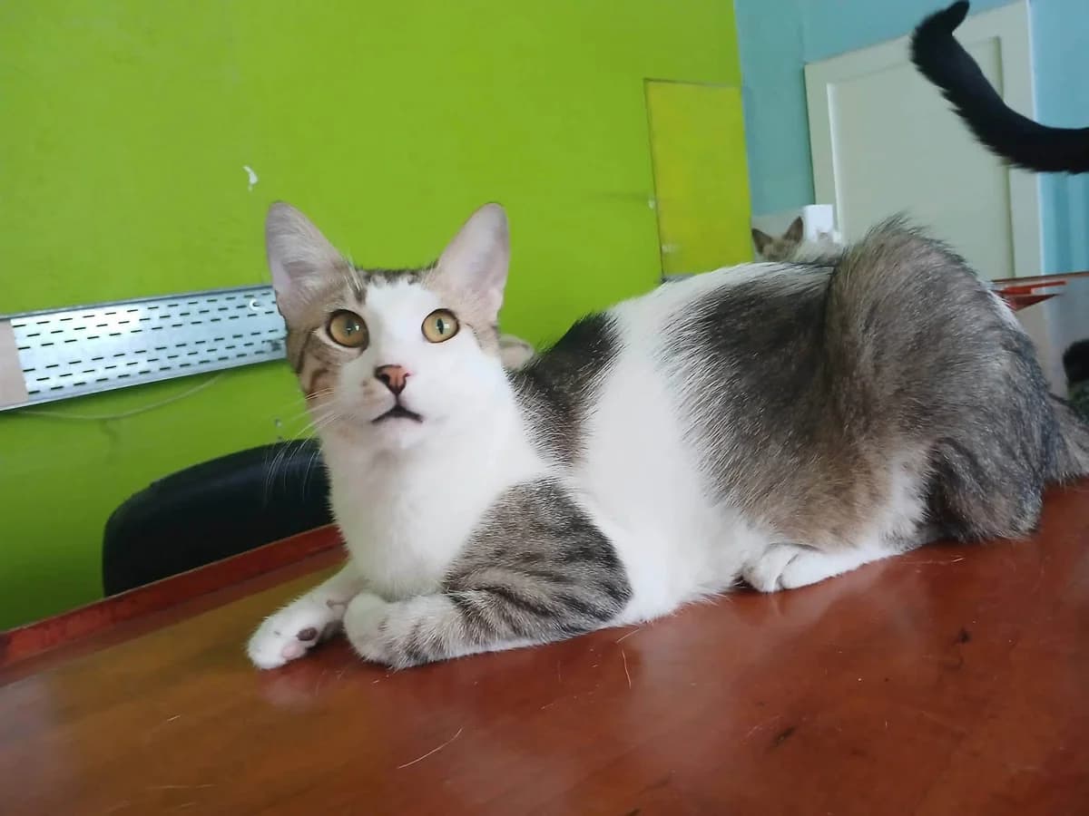 Kiano, male Mixed Breed for adoption at Zenias Tiere e.V.