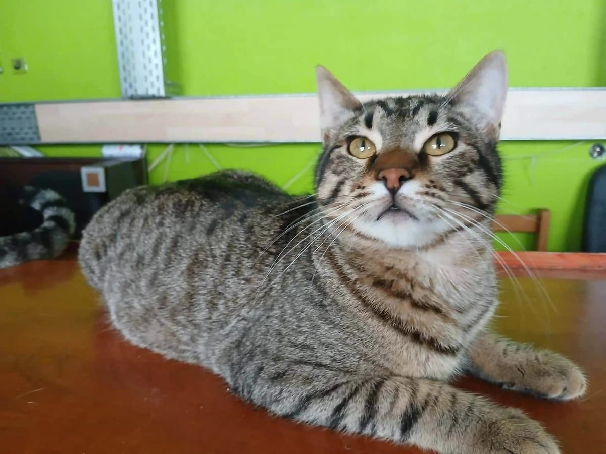 Konrad, male Mixed Breed for adoption at Zenias Tiere e.V.