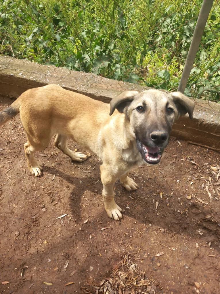 Lucky - Zenia/Jannis, male Mixed Breed for adoption at Zenias Tiere e.V.