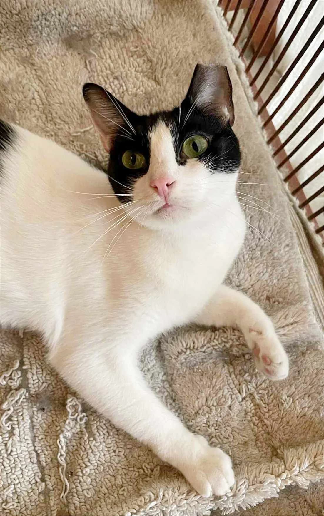 Malou, Mixed Breed for adoption at Zenias Tiere e.V.