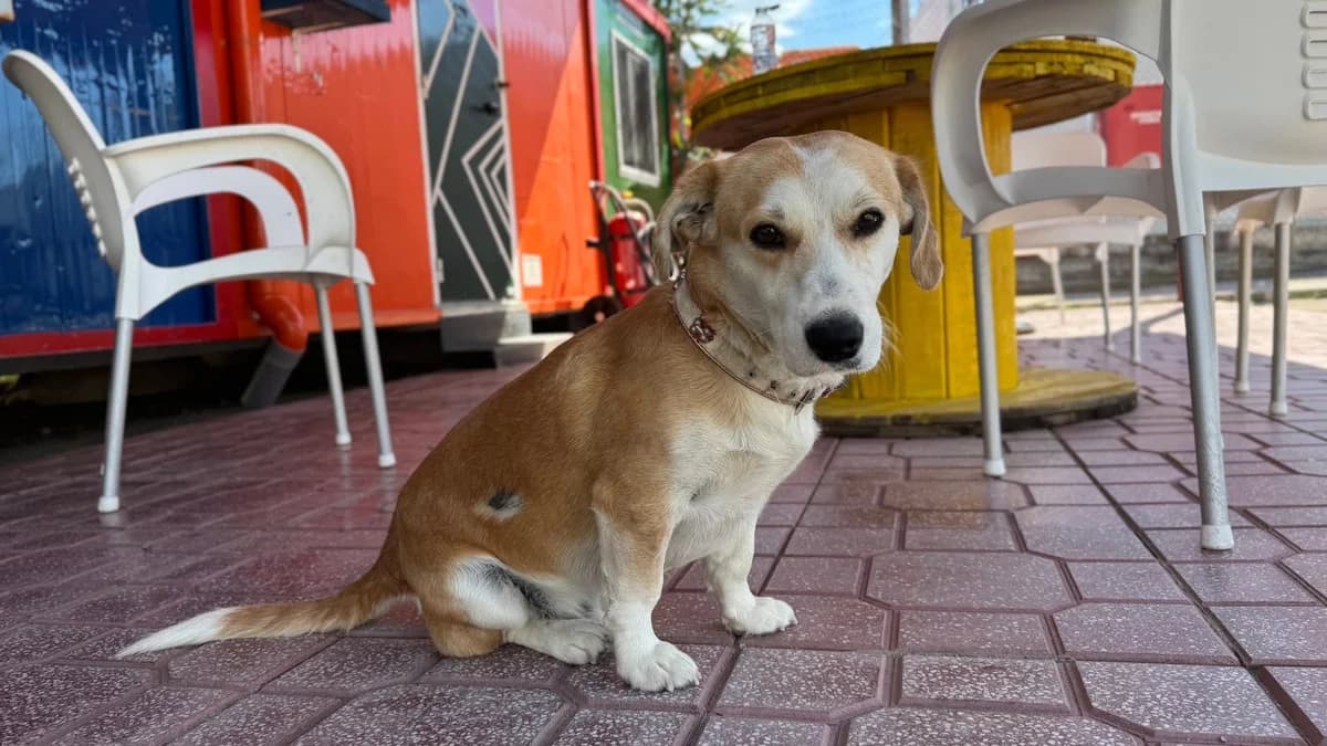 Milo, Mixed Breed for adoption at Zenias Tiere e.V.
