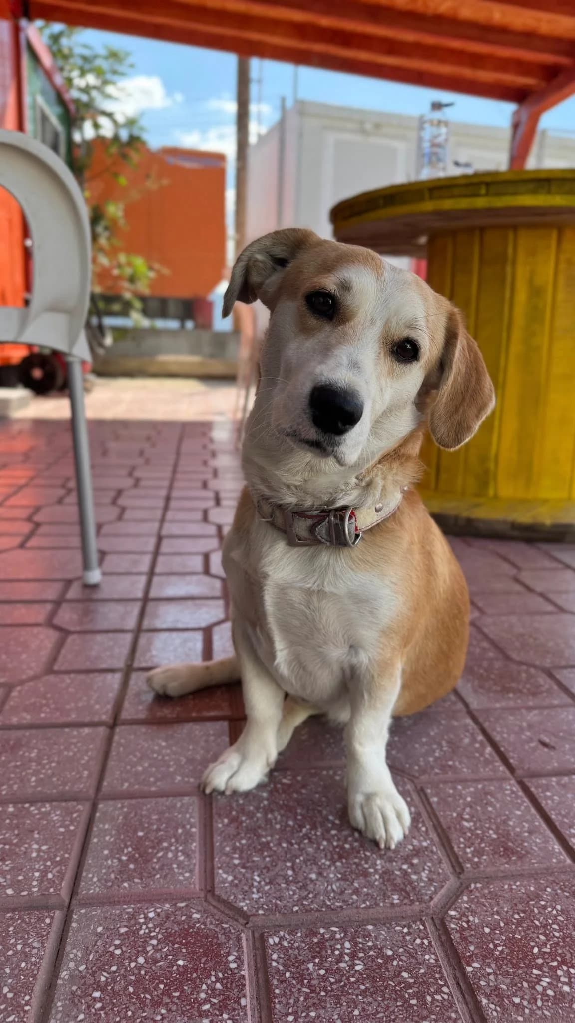 Milo, Mixed Breed for adoption at Zenias Tiere e.V.