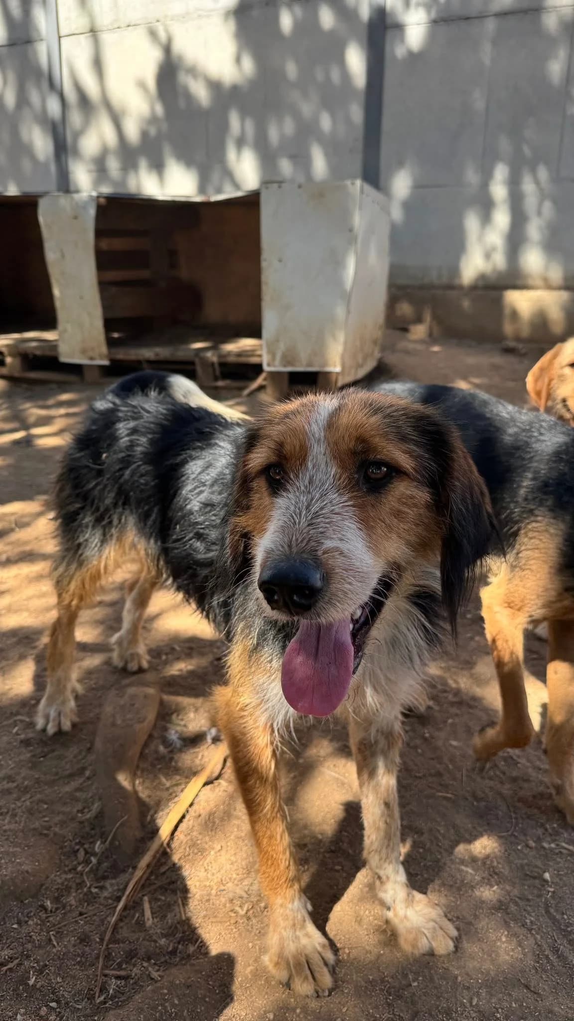 Mirko, Mixed Breed for adoption at Zenias Tiere e.V.