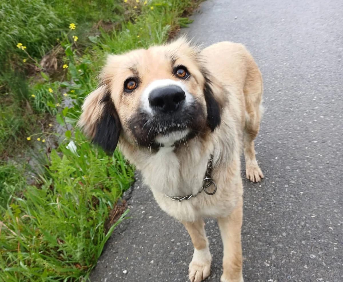 Olivia, female Mixed Breed for adoption at Zenias Tiere e.V.