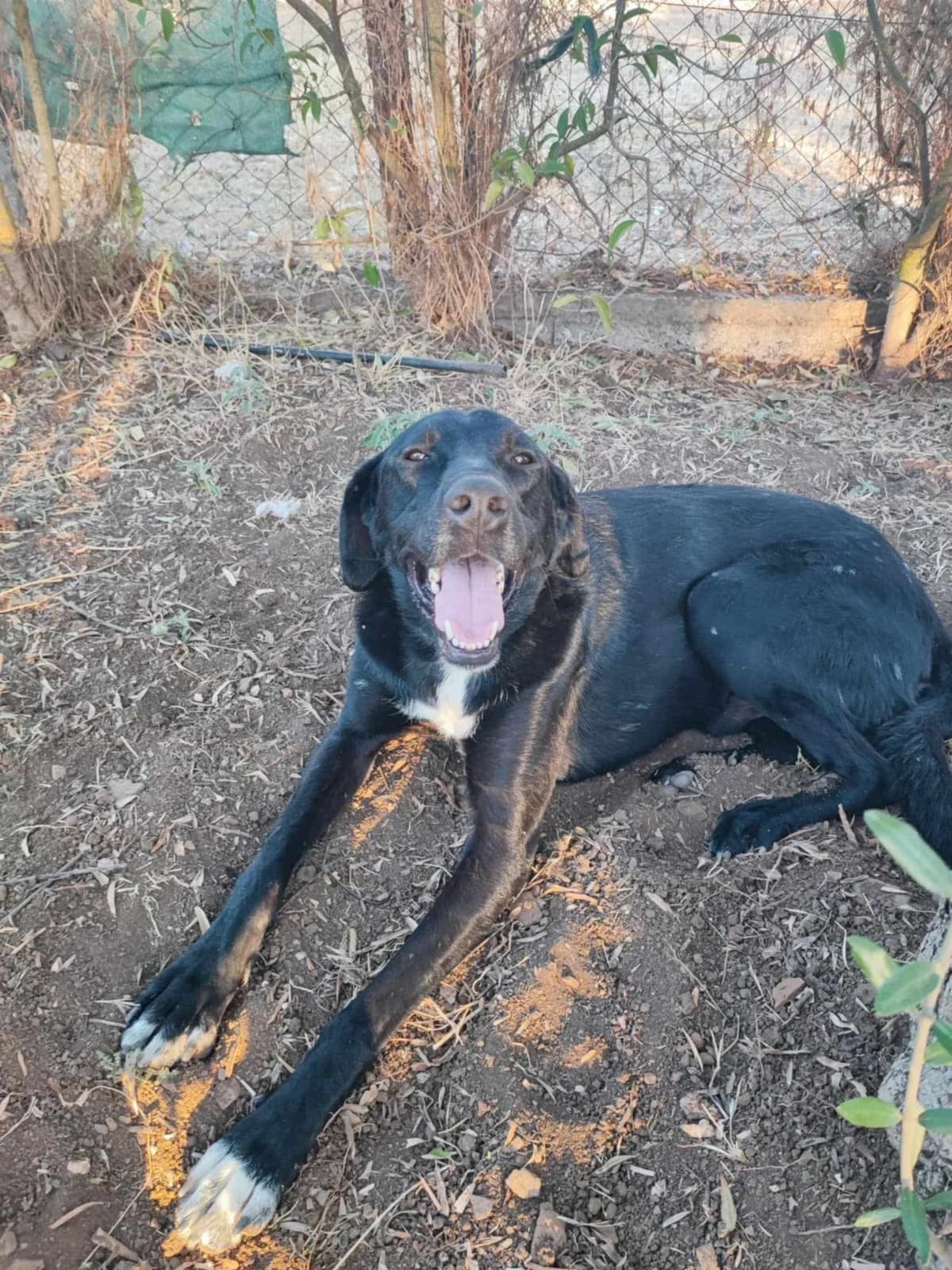 Pantelis, Mixed Breed for adoption at Zenias Tiere e.V.