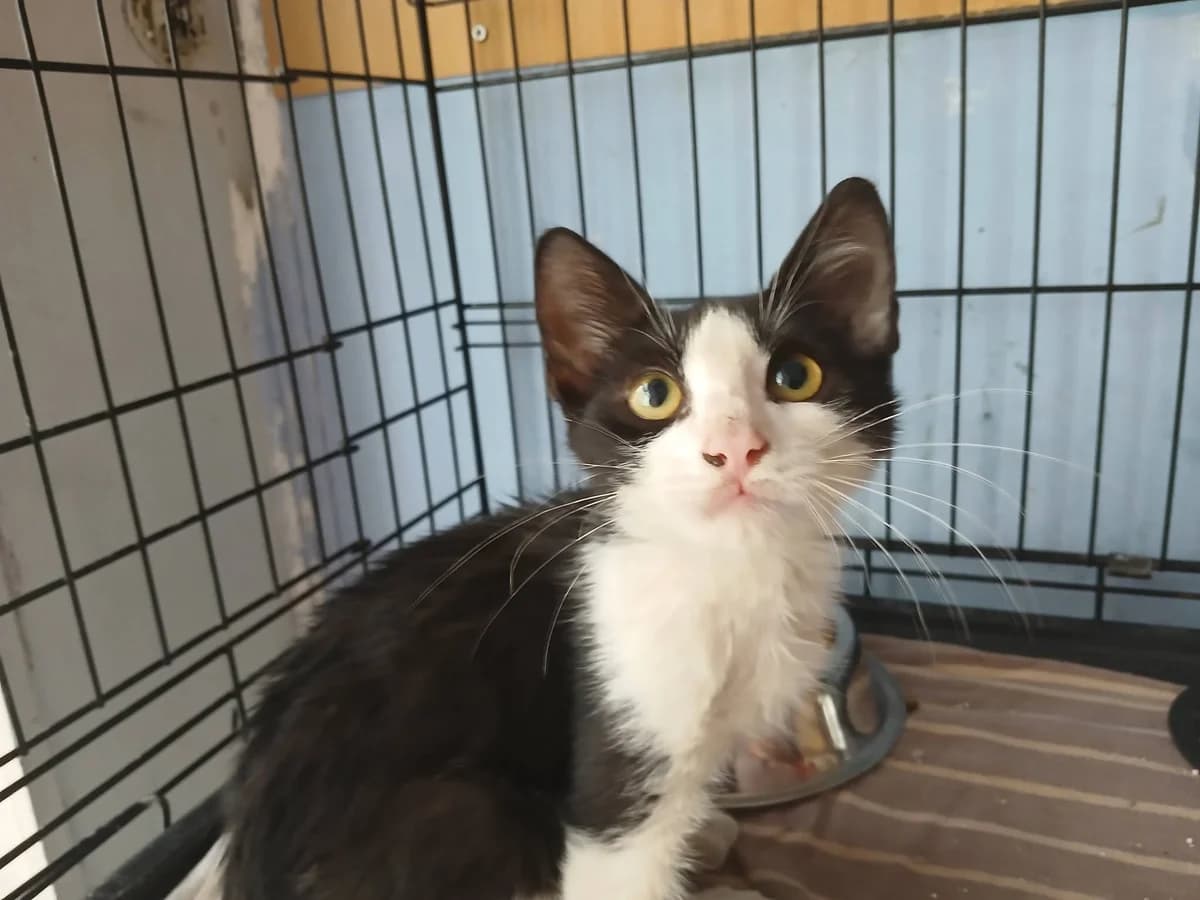 Thiago, Mixed Breed for adoption at Zenias Tiere e.V.