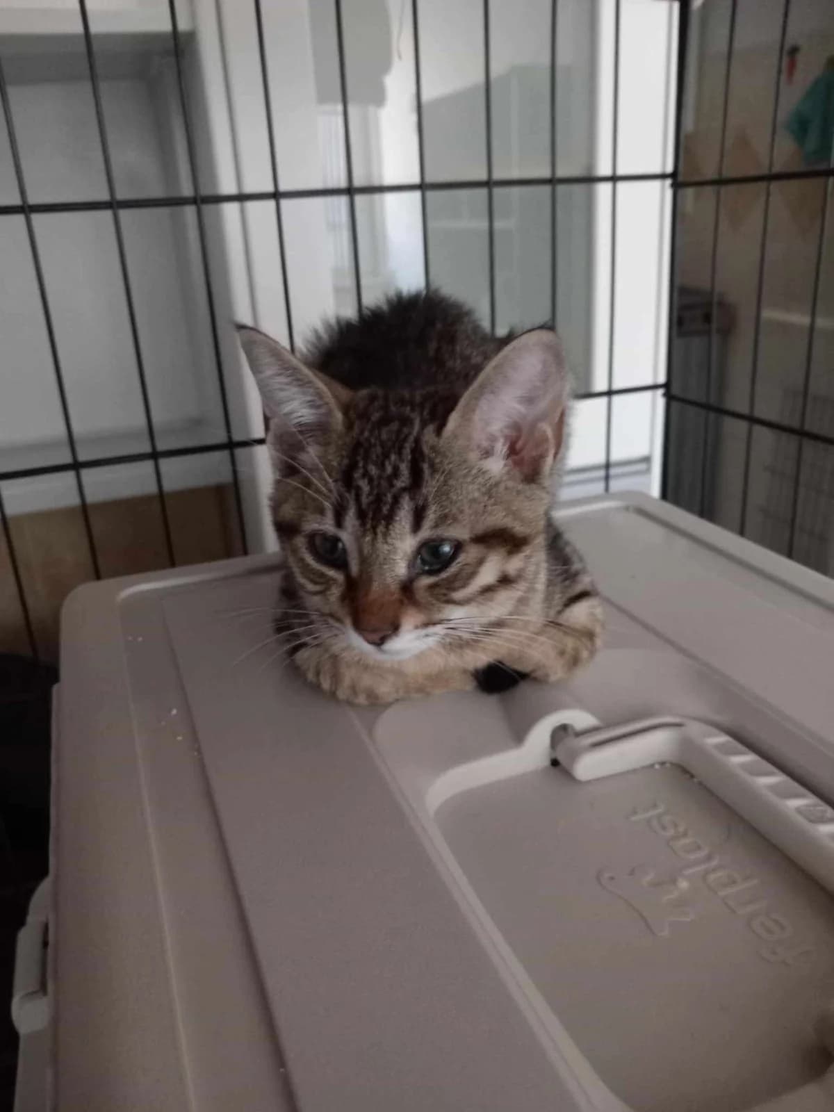 Tiffany, Mixed Breed for adoption at Zenias Tiere e.V.