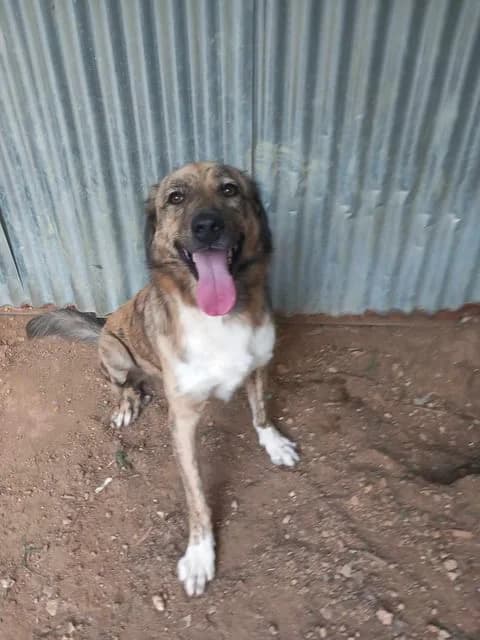 Tigris, male Mixed Breed for adoption at Zenias Tiere e.V.