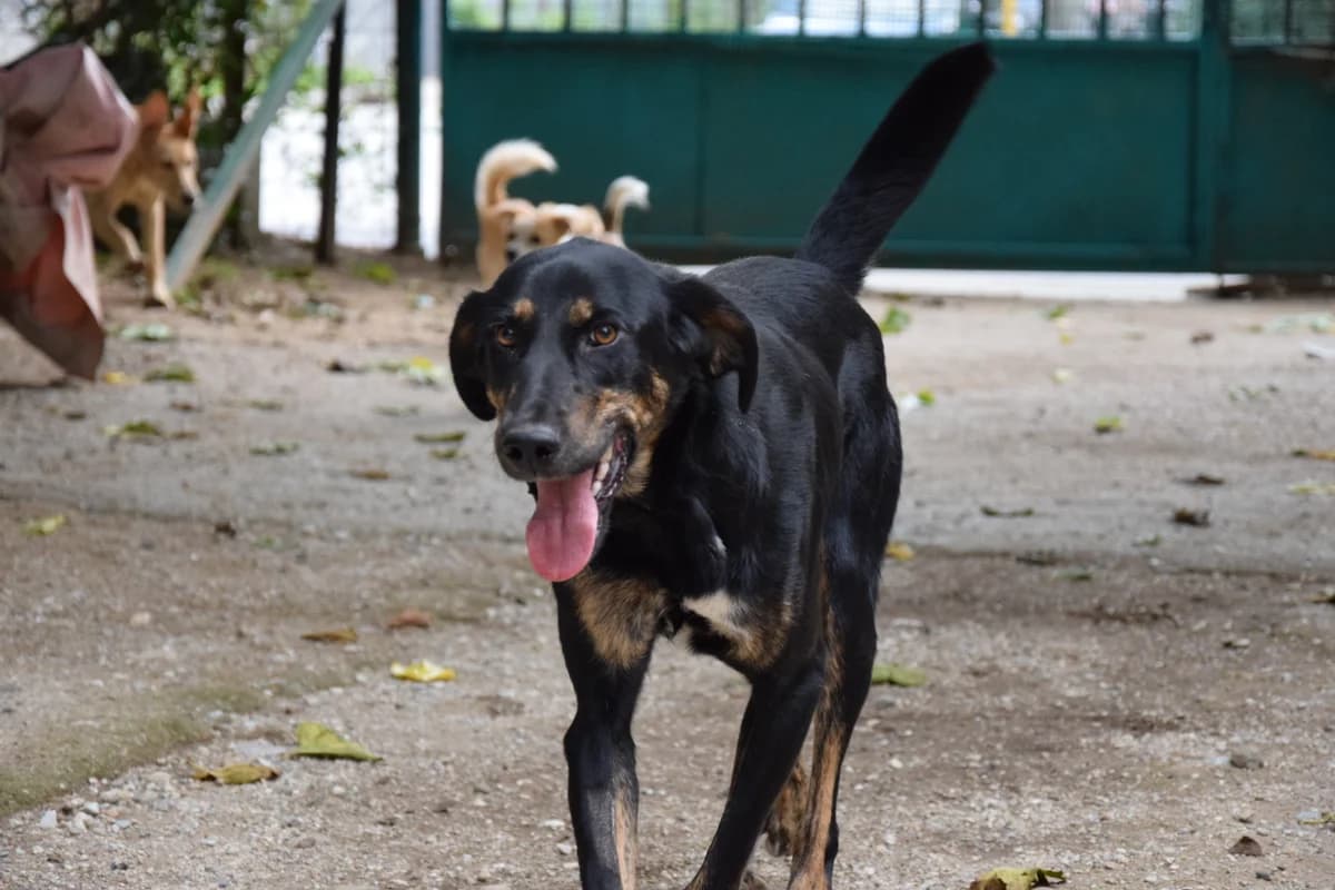 W, Mixed Breed for adoption at Zenias Tiere e.V.
