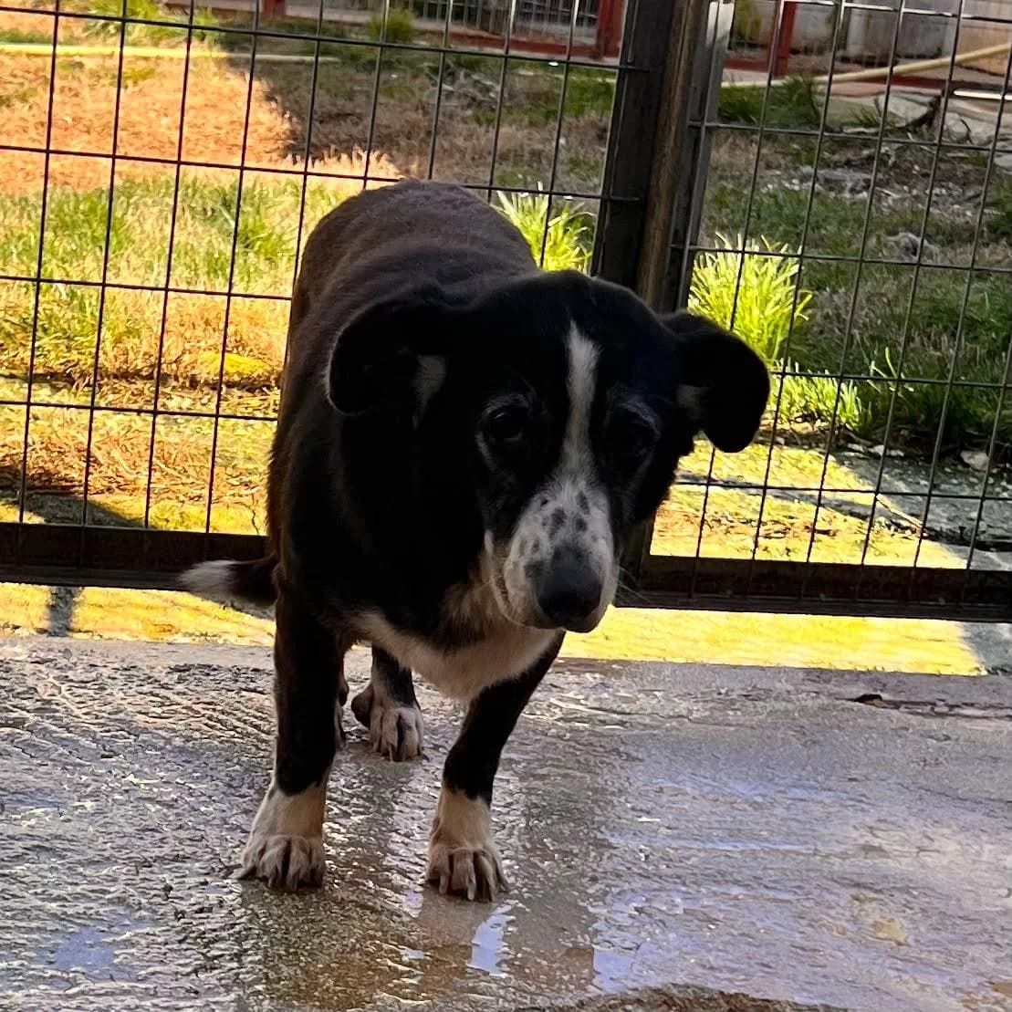 Amalia, senior Mixed Breed for adoption at Zorro - Dogsavior, Aerzen