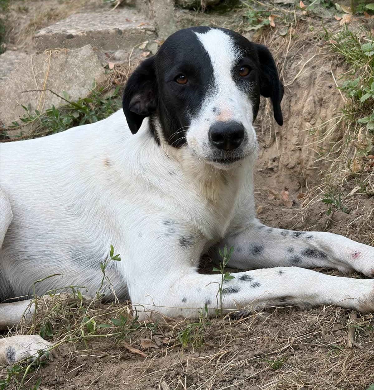Angie, female young Mixed Breed for adoption at Zorro - Dogsavior, Aerzen