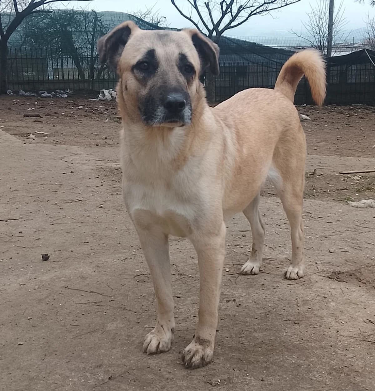 Blue, female 3yo Mixed Breed for adoption at Zorro - Dogsavior, Aerzen