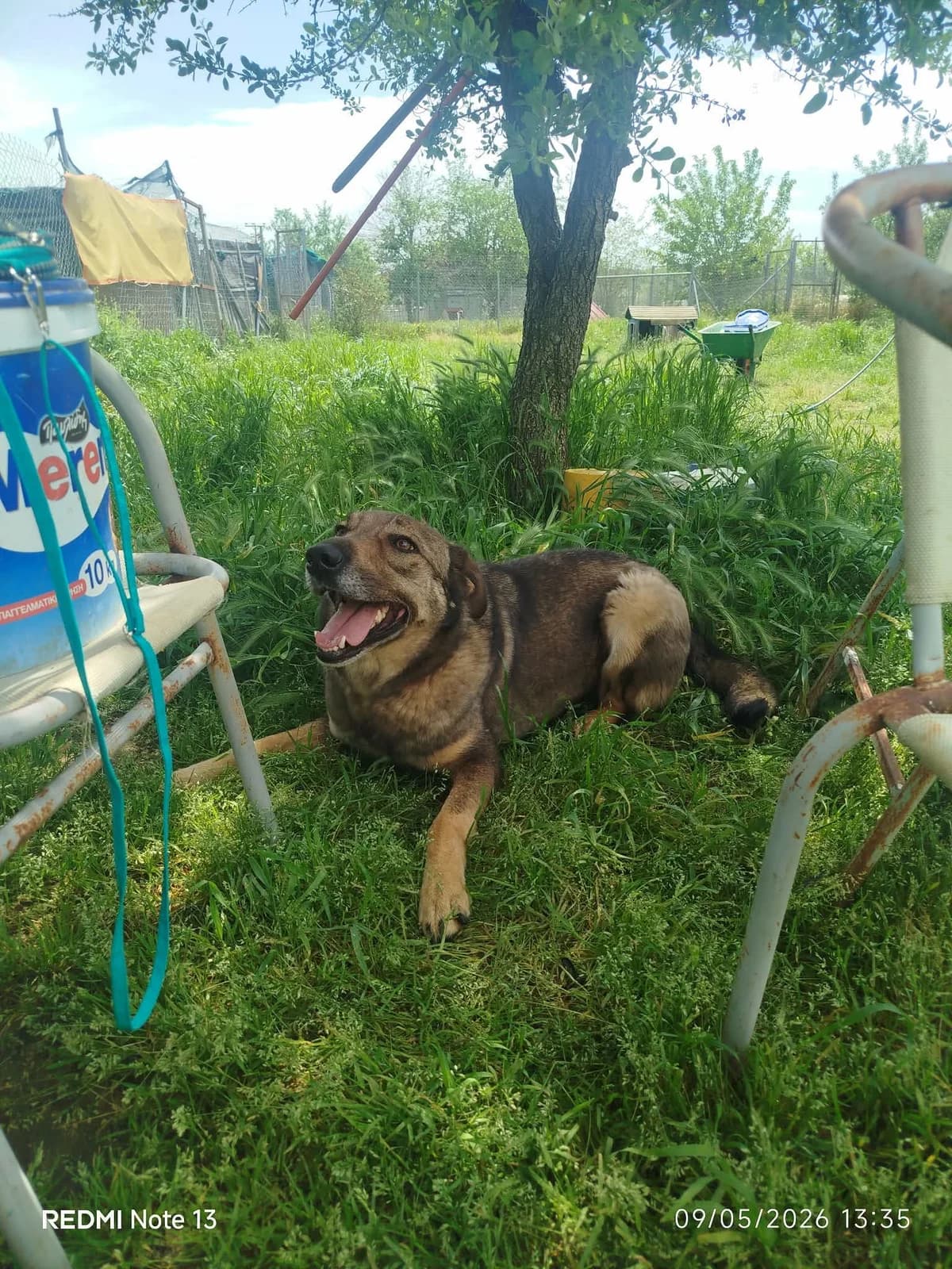 BrownieOne, female 5yo Mixed Breed for adoption at Zorro - Dogsavior, Aerzen