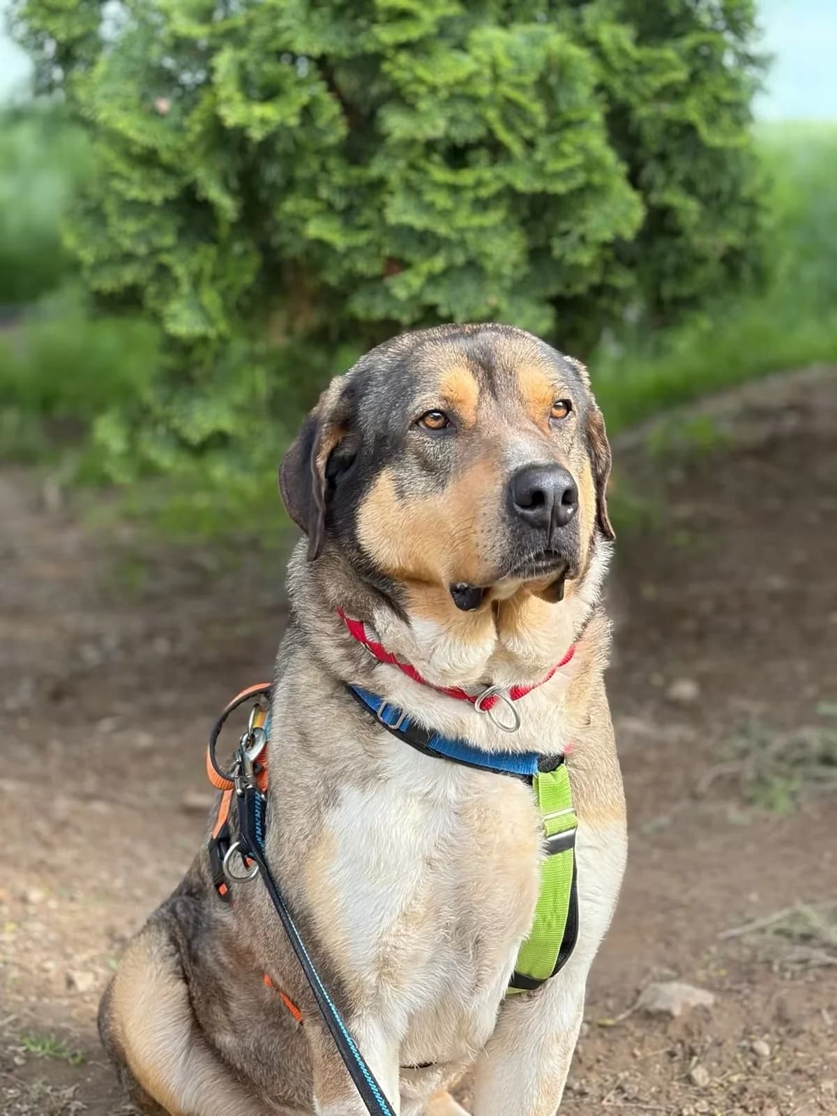Carlo, male 4yo Mixed Breed for adoption at Zorro - Dogsavior, Aerzen