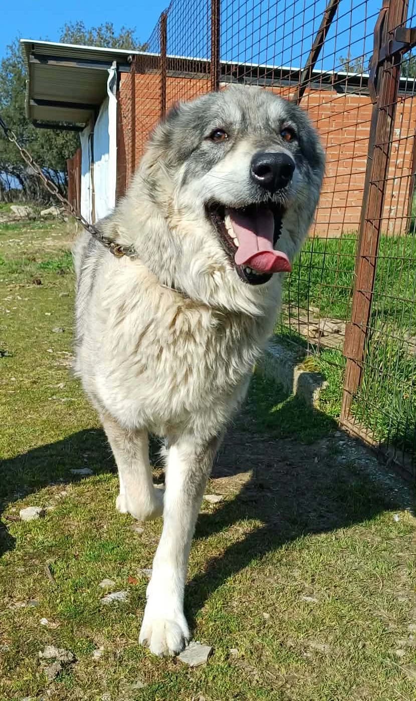 Chara, female young Mixed Breed for adoption at Zorro - Dogsavior, Aerzen