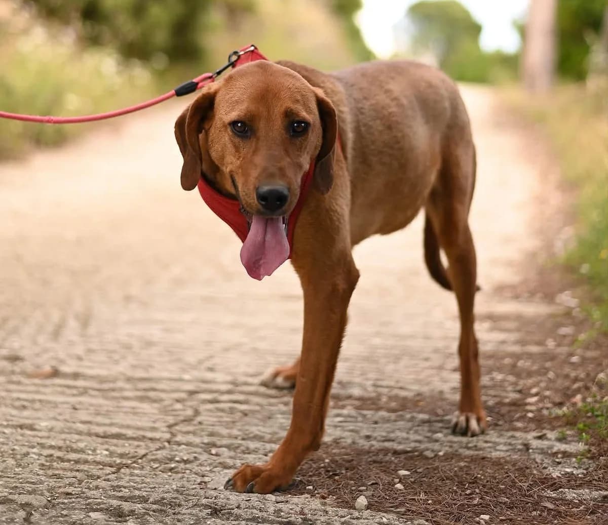 Charlie, male young Mixed Breed for adoption at Zorro - Dogsavior, Aerzen