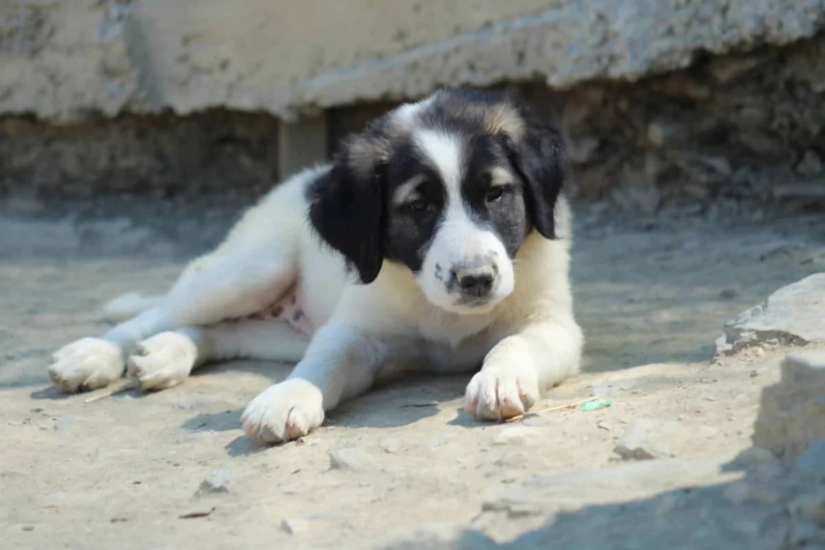 Crepe, female puppy Mixed Breed for adoption at Zorro - Dogsavior, Aerzen