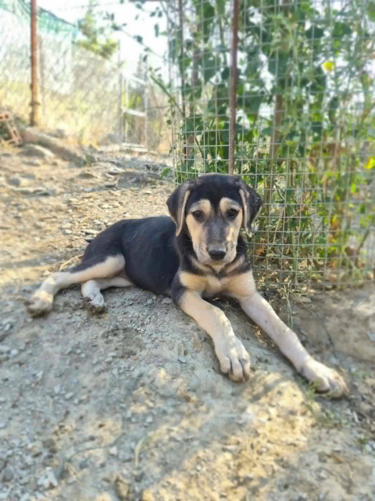 Crepe, female puppy Mixed Breed for adoption at Zorro - Dogsavior, Aerzen