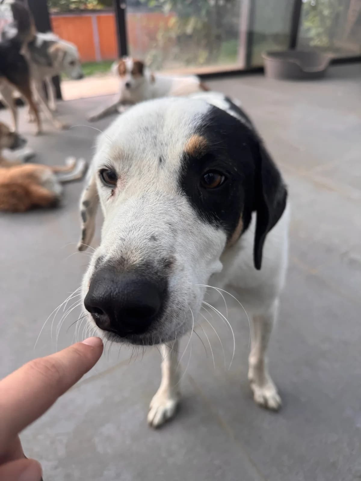 Cross, male 3yo Mixed Breed for adoption at Zorro - Dogsavior, Aerzen