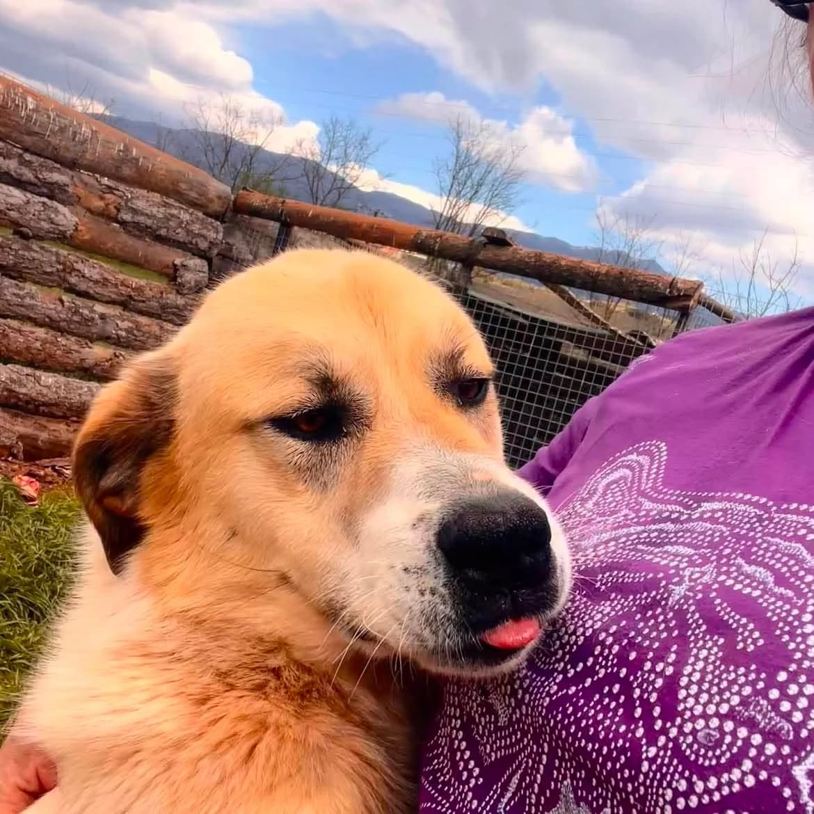 Danai, female 4yo Mixed Breed for adoption at Zorro - Dogsavior, Aerzen