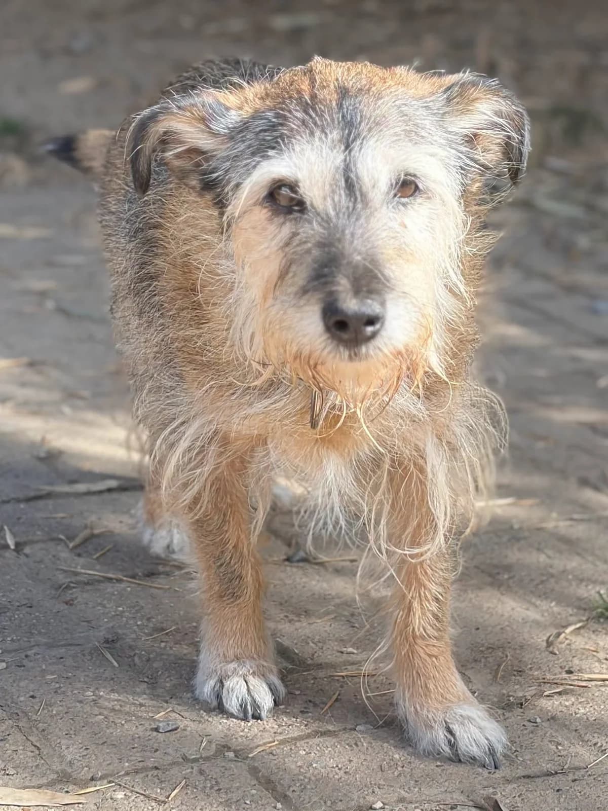 Danny, male senior Mixed Breed for adoption at Zorro - Dogsavior, Aerzen