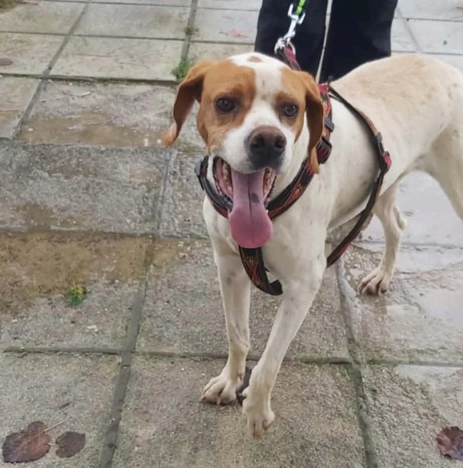 Depi, female 4yo Pointer for adoption at Zorro - Dogsavior, Aerzen