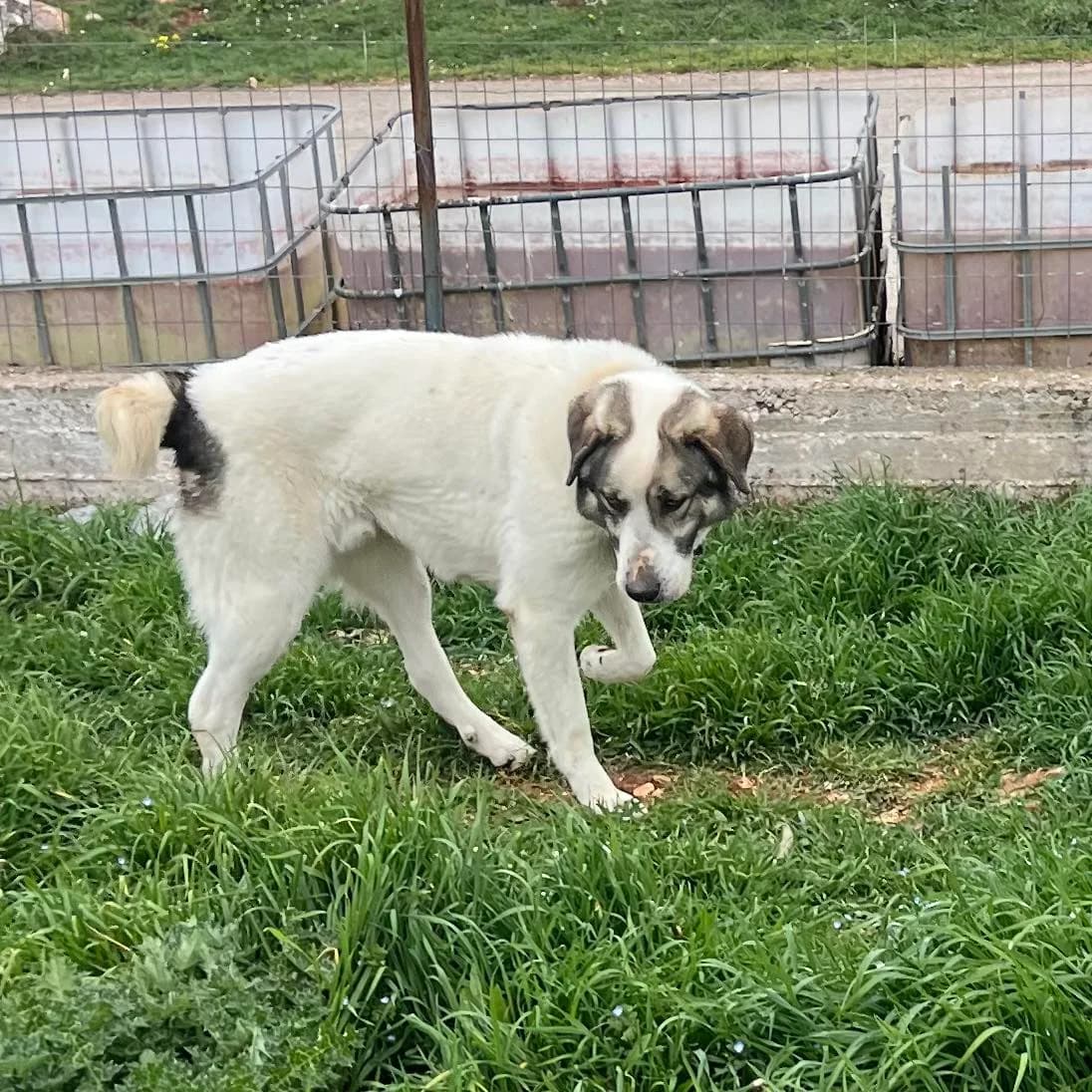 Dias, male 4yo Mixed Breed for adoption at Zorro - Dogsavior, Aerzen