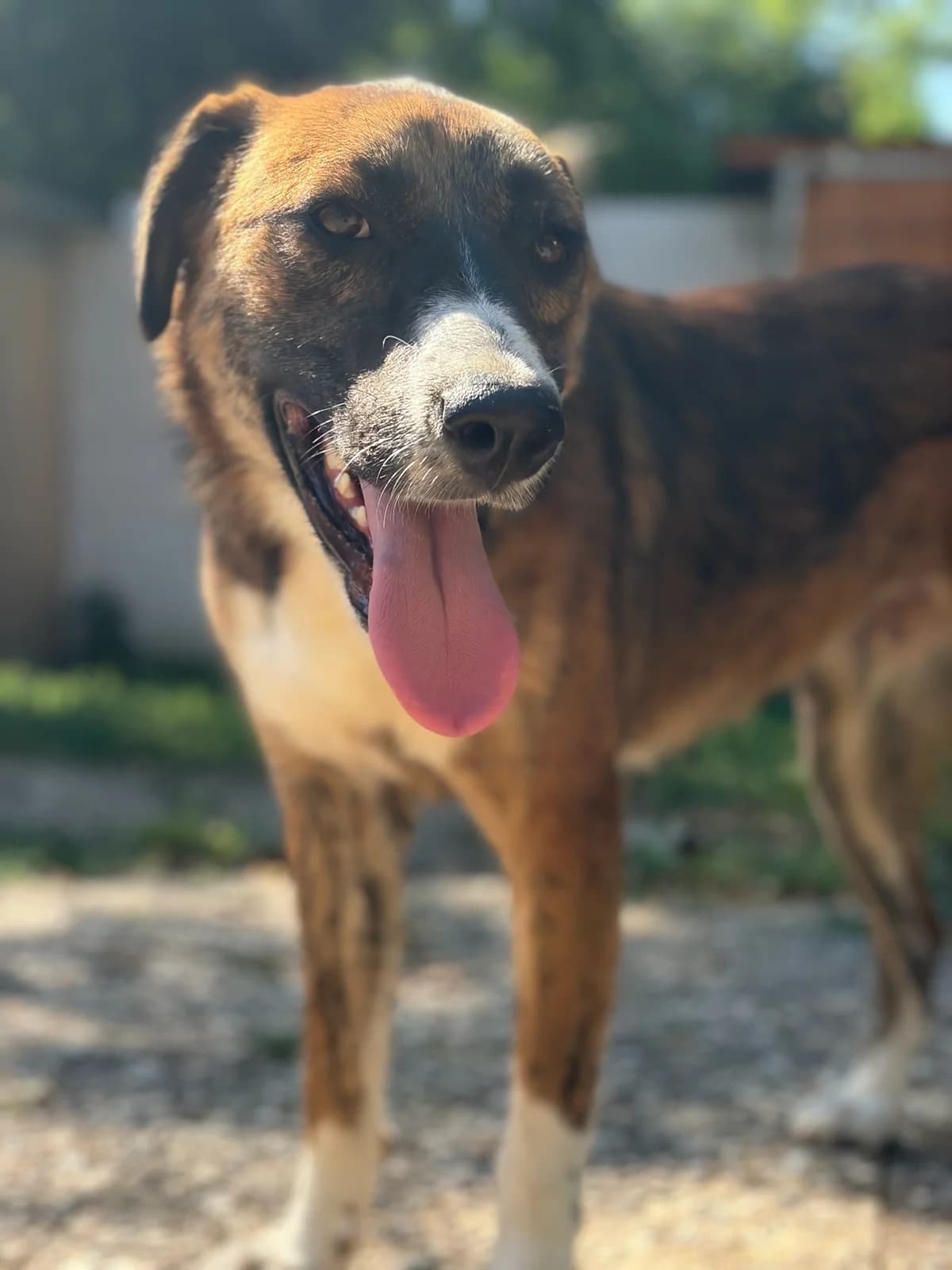 Dimitra, female young Mixed Breed for adoption at Zorro - Dogsavior, Aerzen