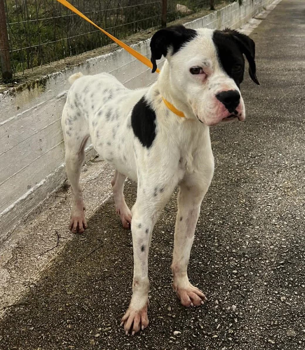 Domino, male young Mixed Breed for adoption at Zorro - Dogsavior, Aerzen