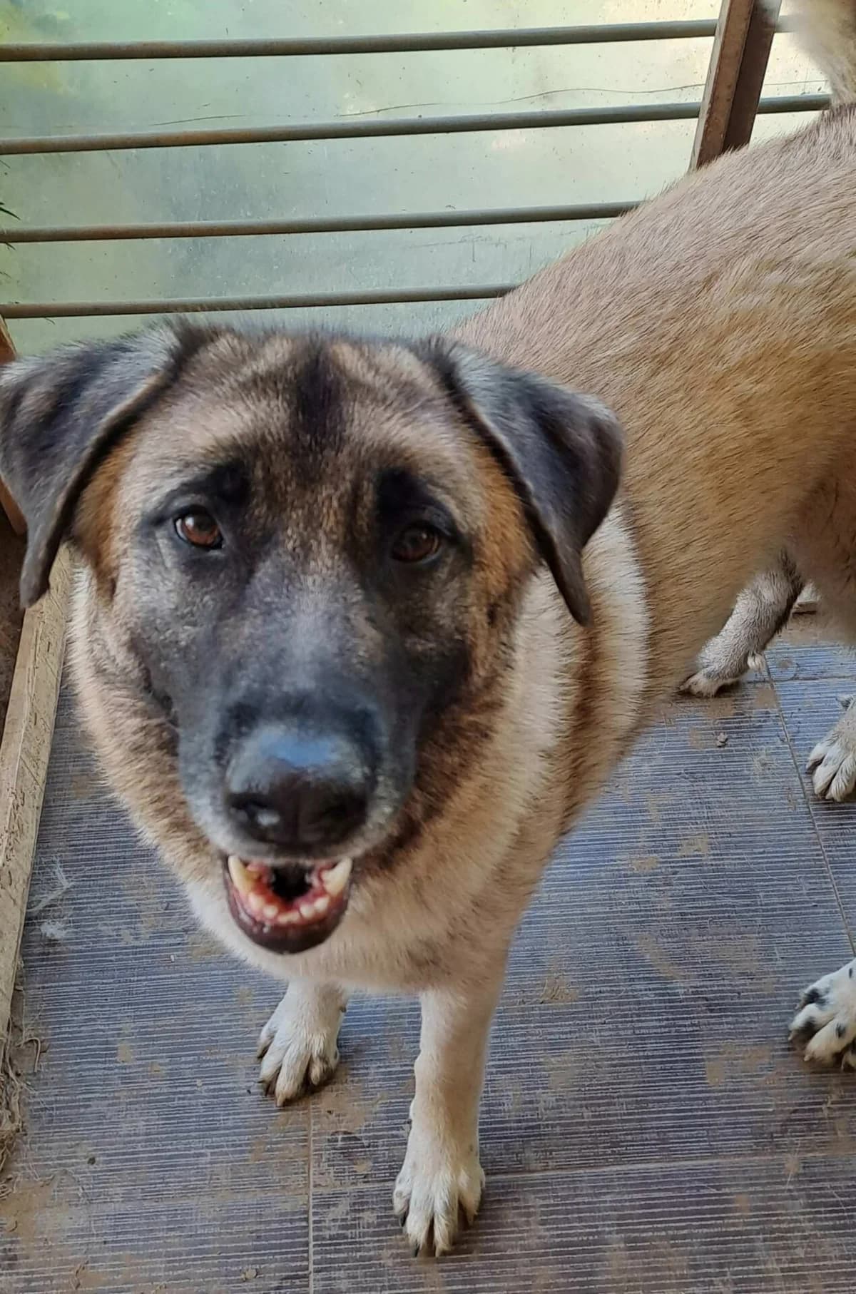 Eiris, female 6yo Mixed Breed for adoption at Zorro - Dogsavior, Aerzen
