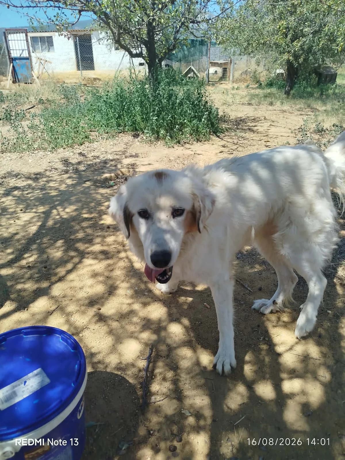 Faidra, female 6yo Mixed Breed for adoption at Zorro - Dogsavior, Aerzen