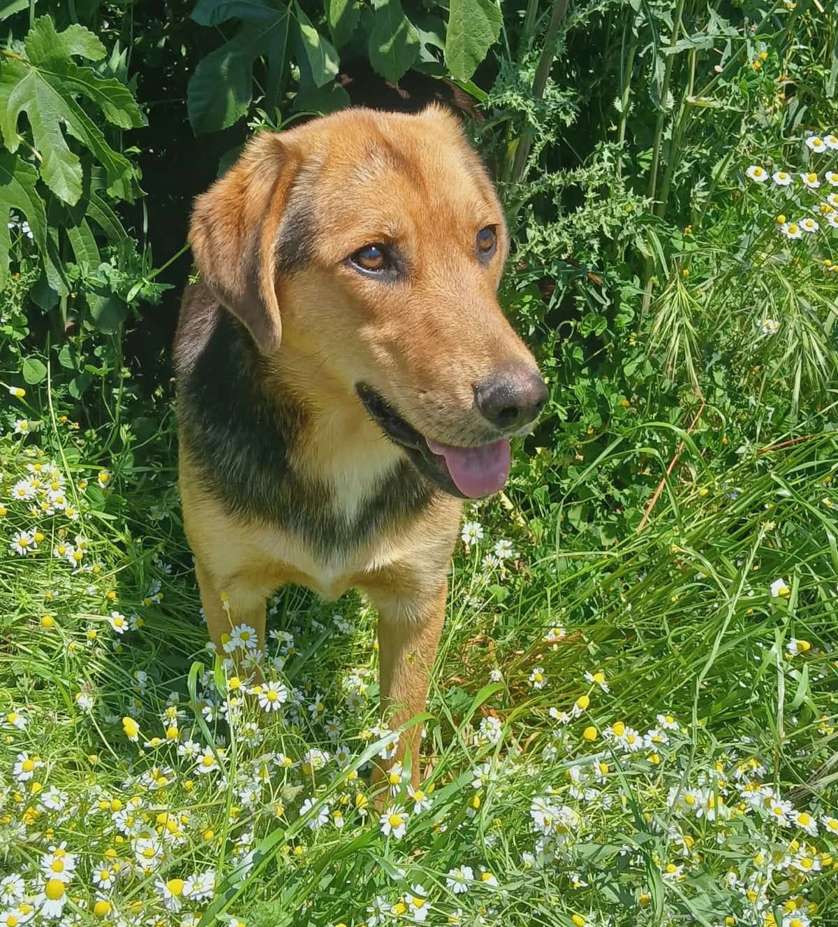 Falcon, male young Mixed Breed for adoption at Zorro - Dogsavior, Aerzen