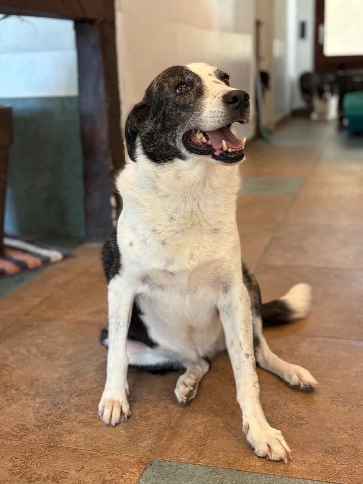 Farah, female senior Mixed Breed for adoption at Zorro - Dogsavior, Aerzen