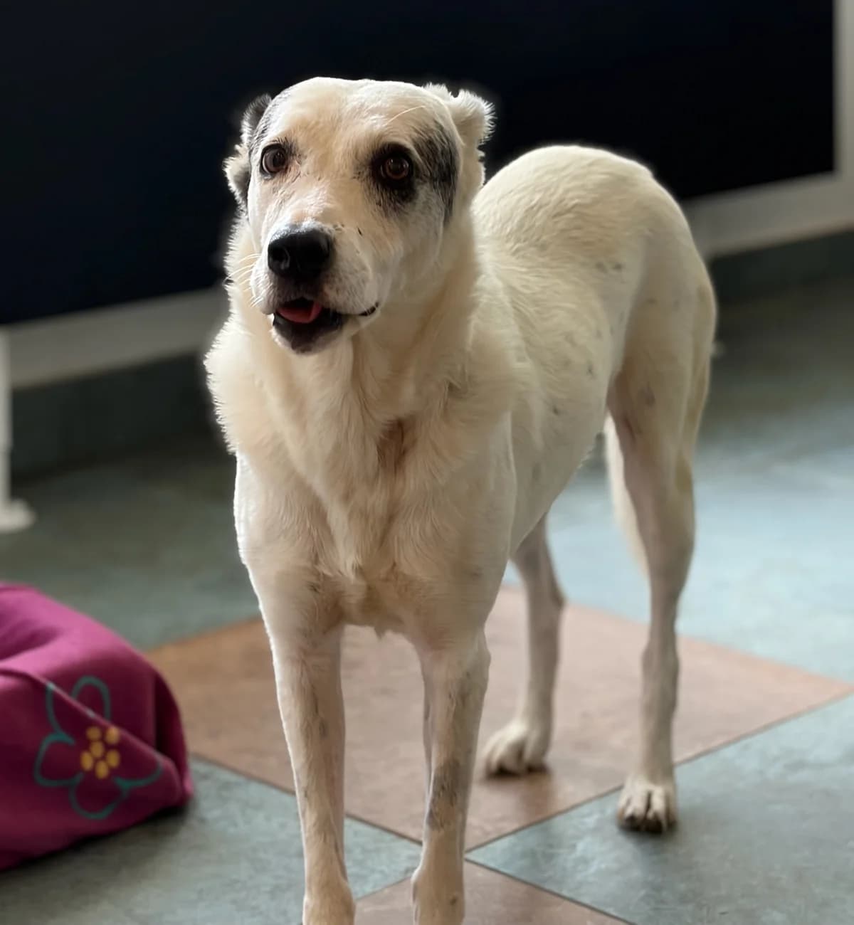Farina, female 6yo Mixed Breed for adoption at Zorro - Dogsavior, Aerzen