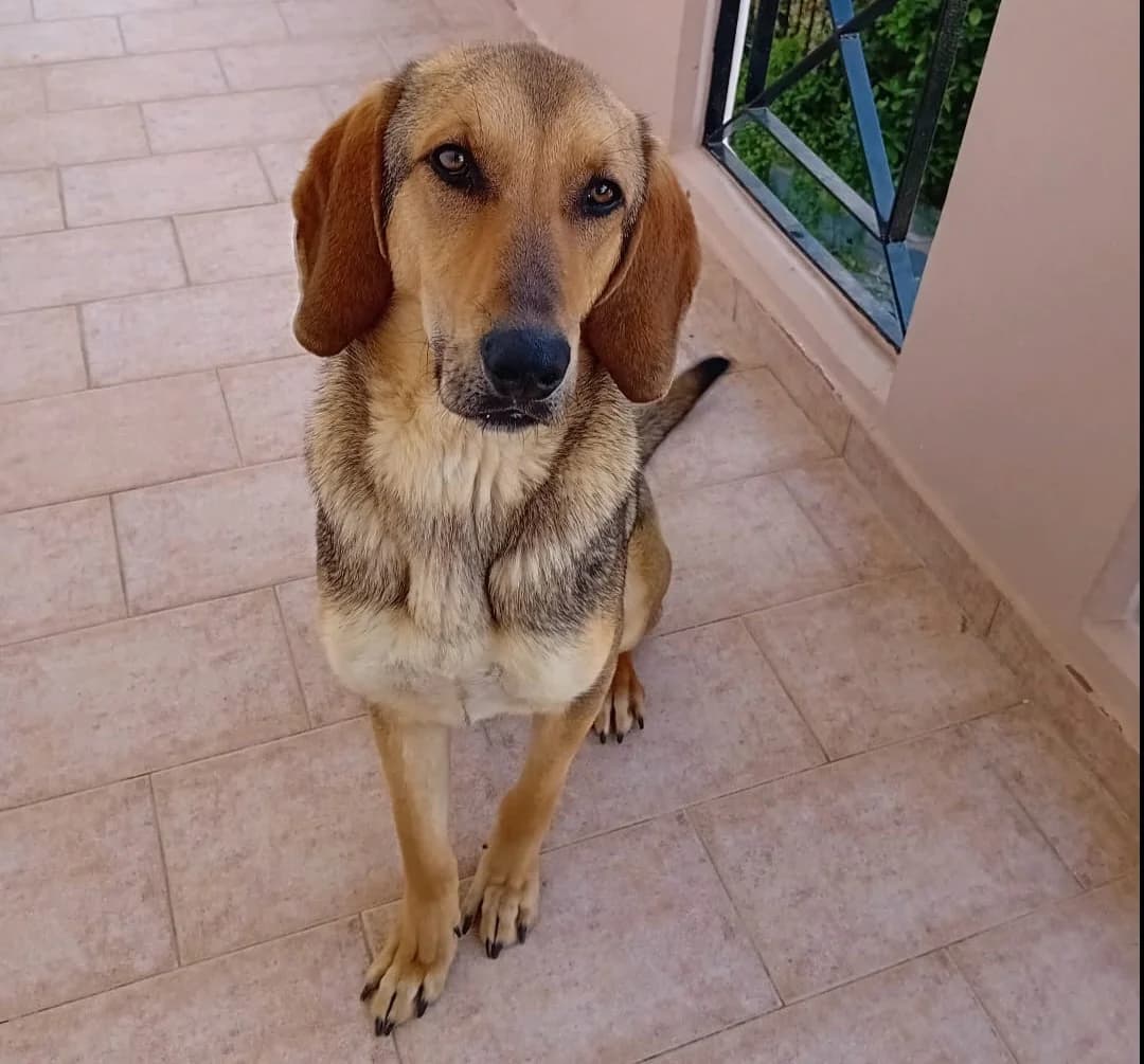 Goofy, male 3yo Mixed Breed for adoption at Zorro - Dogsavior, Aerzen