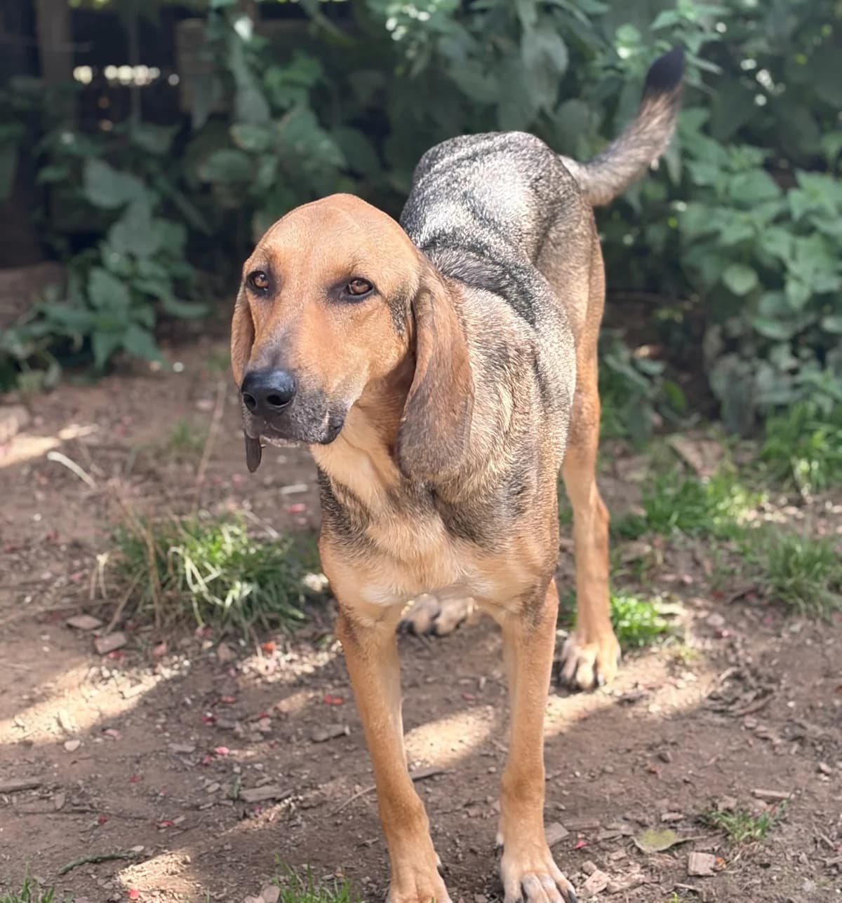 Goofy, male 3yo Mixed Breed for adoption at Zorro - Dogsavior, Aerzen