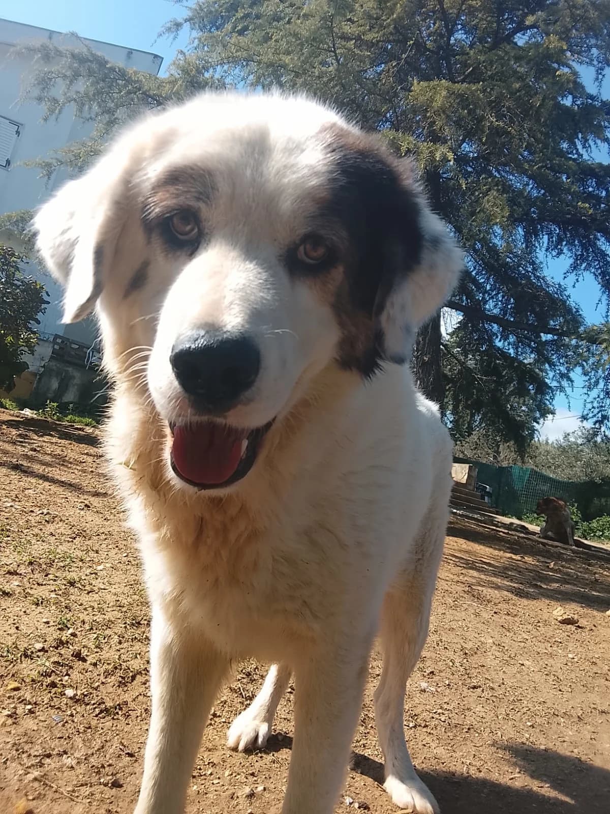 Goran, male 4yo Mixed Breed for adoption at Zorro - Dogsavior, Aerzen