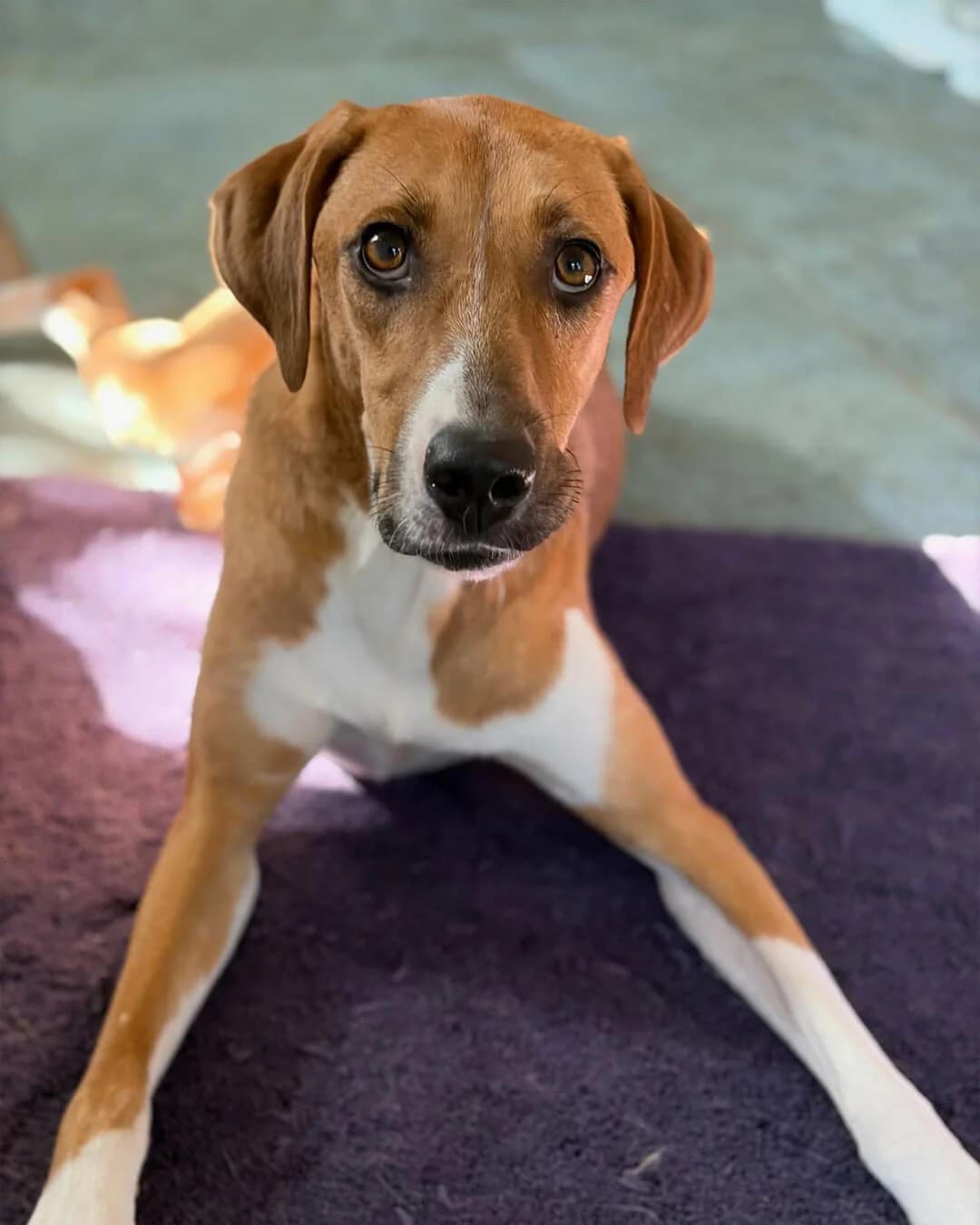 Ira, female young Mixed Breed for adoption at Zorro - Dogsavior, Aerzen