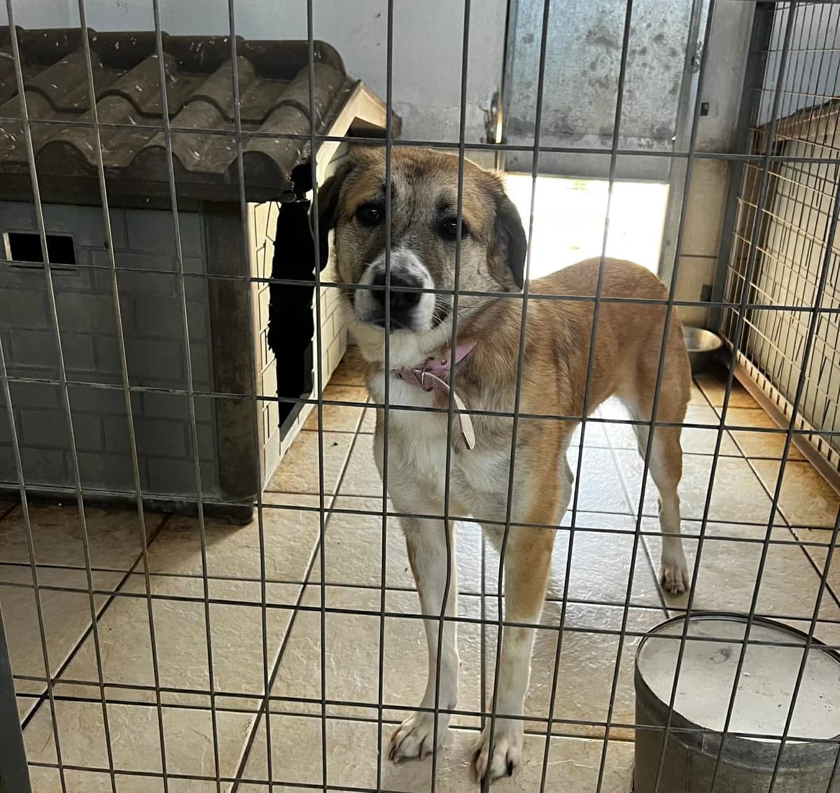 Irma, female young Mixed Breed for adoption at Zorro - Dogsavior, Aerzen