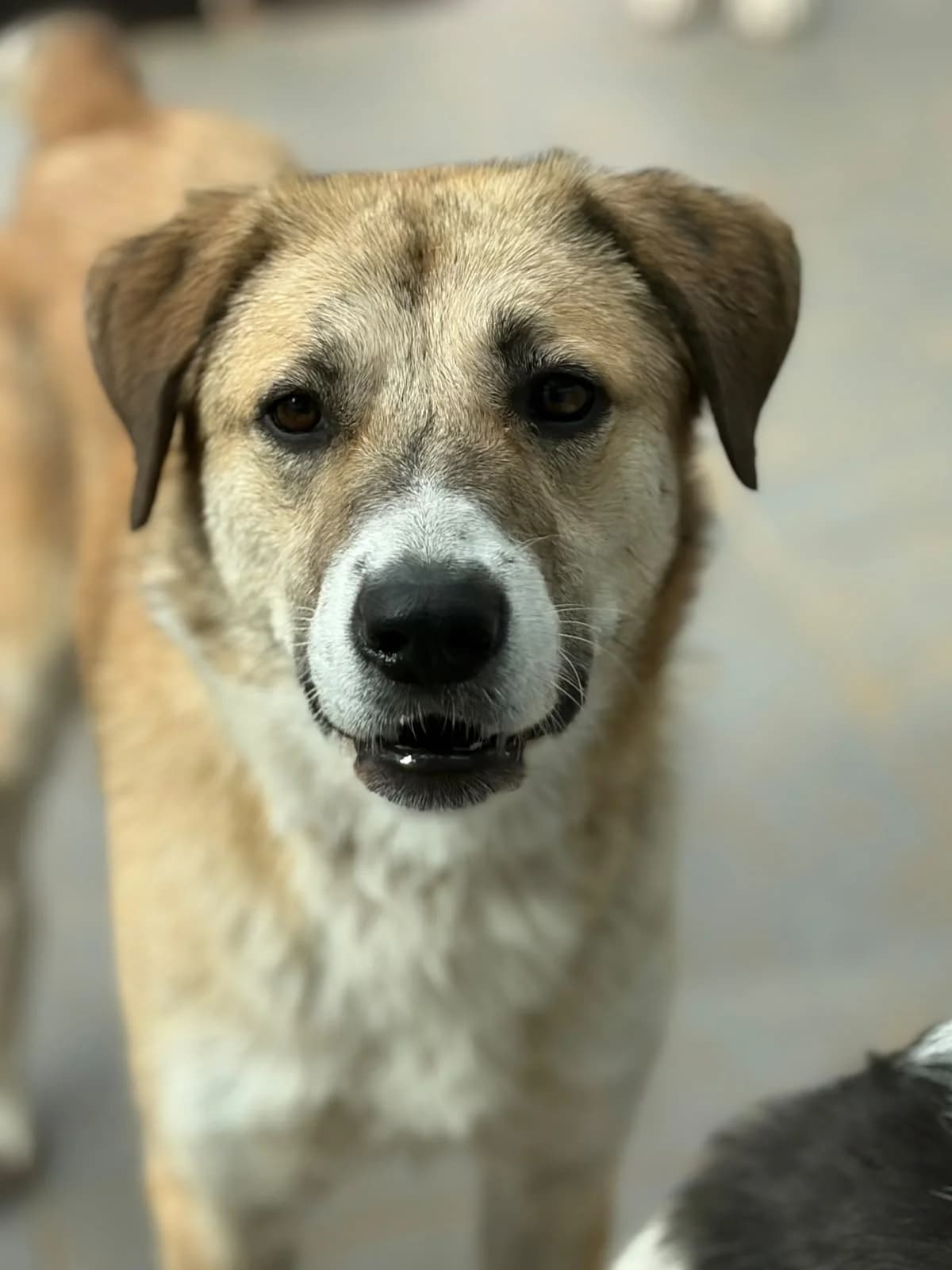 Irma, female young Mixed Breed for adoption at Zorro - Dogsavior, Aerzen
