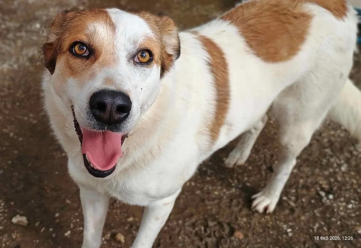 Kalliope, female 3yo Mixed Breed for adoption at Zorro - Dogsavior, Aerzen