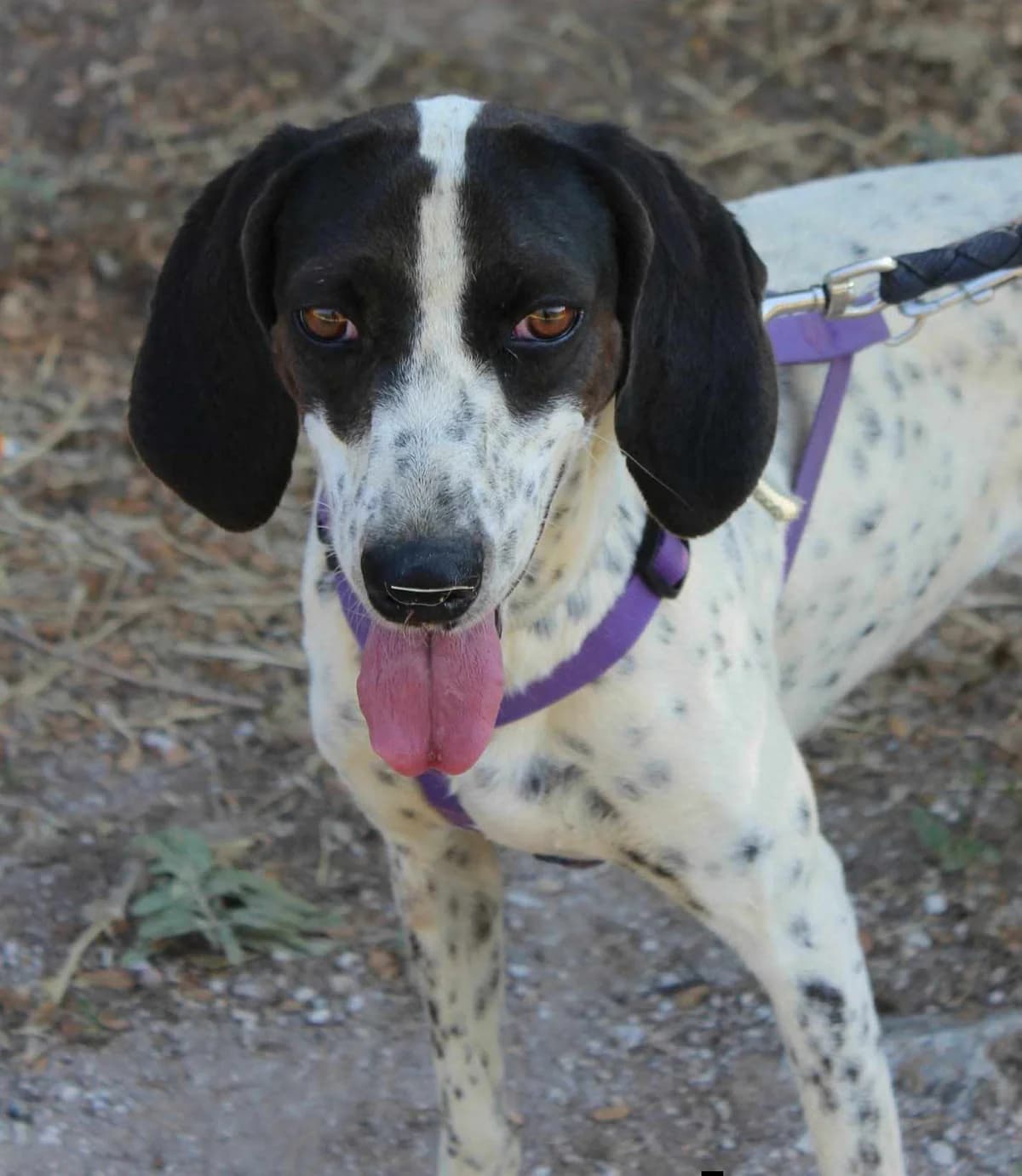 Leni, female 3yo Mixed Breed for adoption at Zorro - Dogsavior, Aerzen