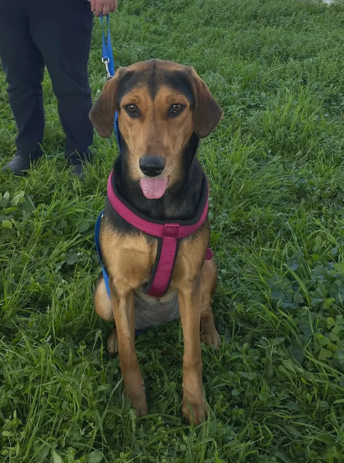 Lina, female young Mixed Breed for adoption at Zorro - Dogsavior, Aerzen