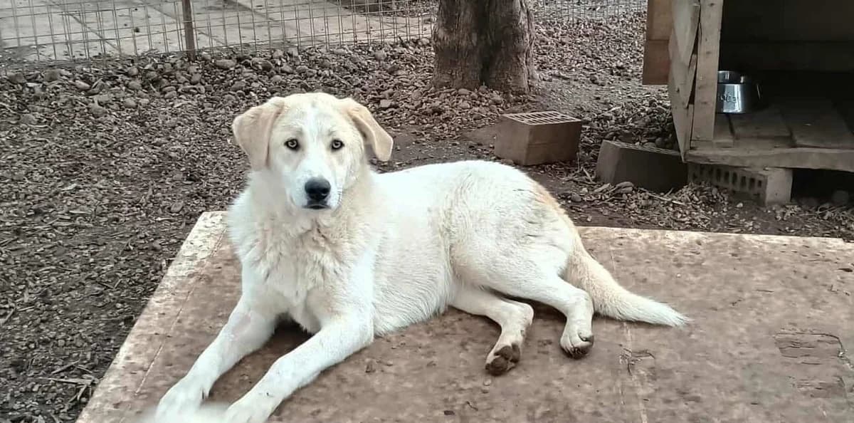 Liza, female young Mixed Breed for adoption at Zorro - Dogsavior, Aerzen