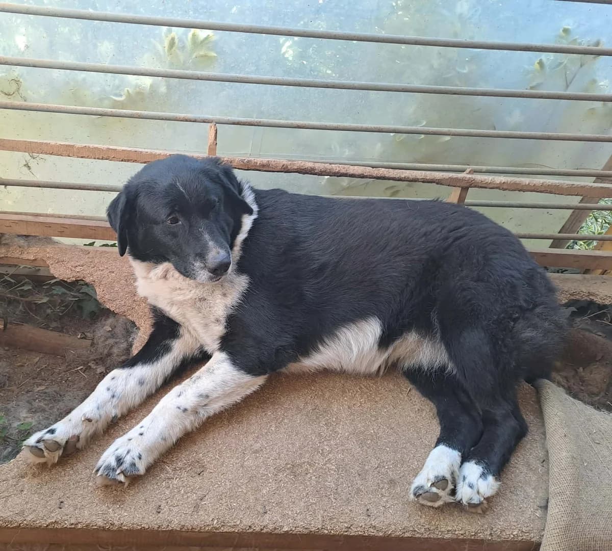 Margot, female 6yo Mixed Breed for adoption at Zorro - Dogsavior, Aerzen